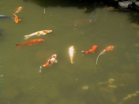 東大、三四郎池の魚たち