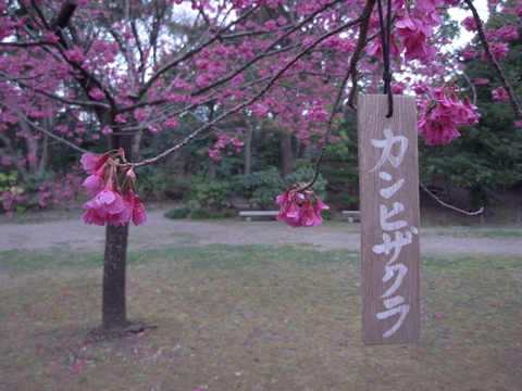 清澄庭園、寒緋桜