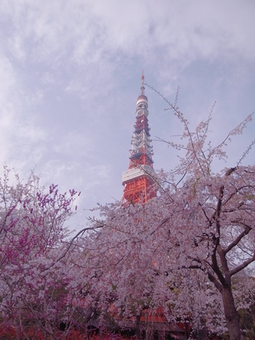 東京タワー、前景に桜