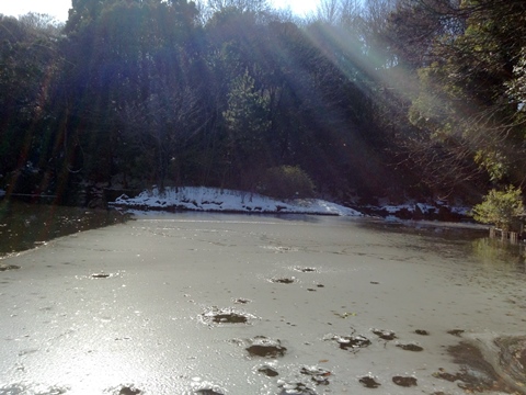 三四郎池、凍る