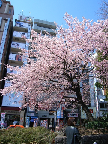 上野恩賜公園、入口付近の寒桜