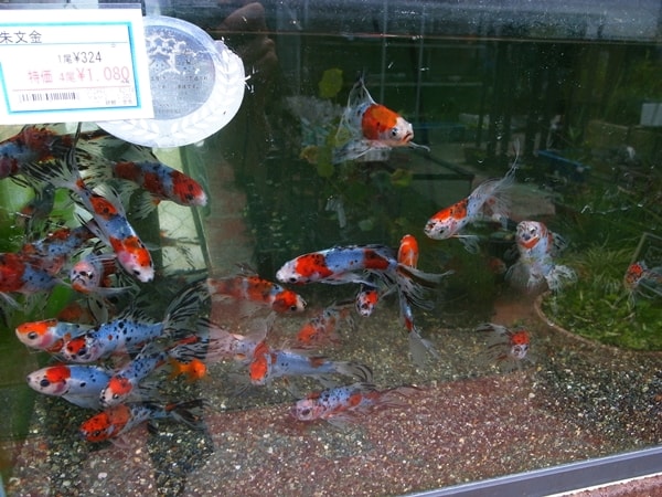 市ヶ谷フィッシュセンターの金魚、熱帯魚